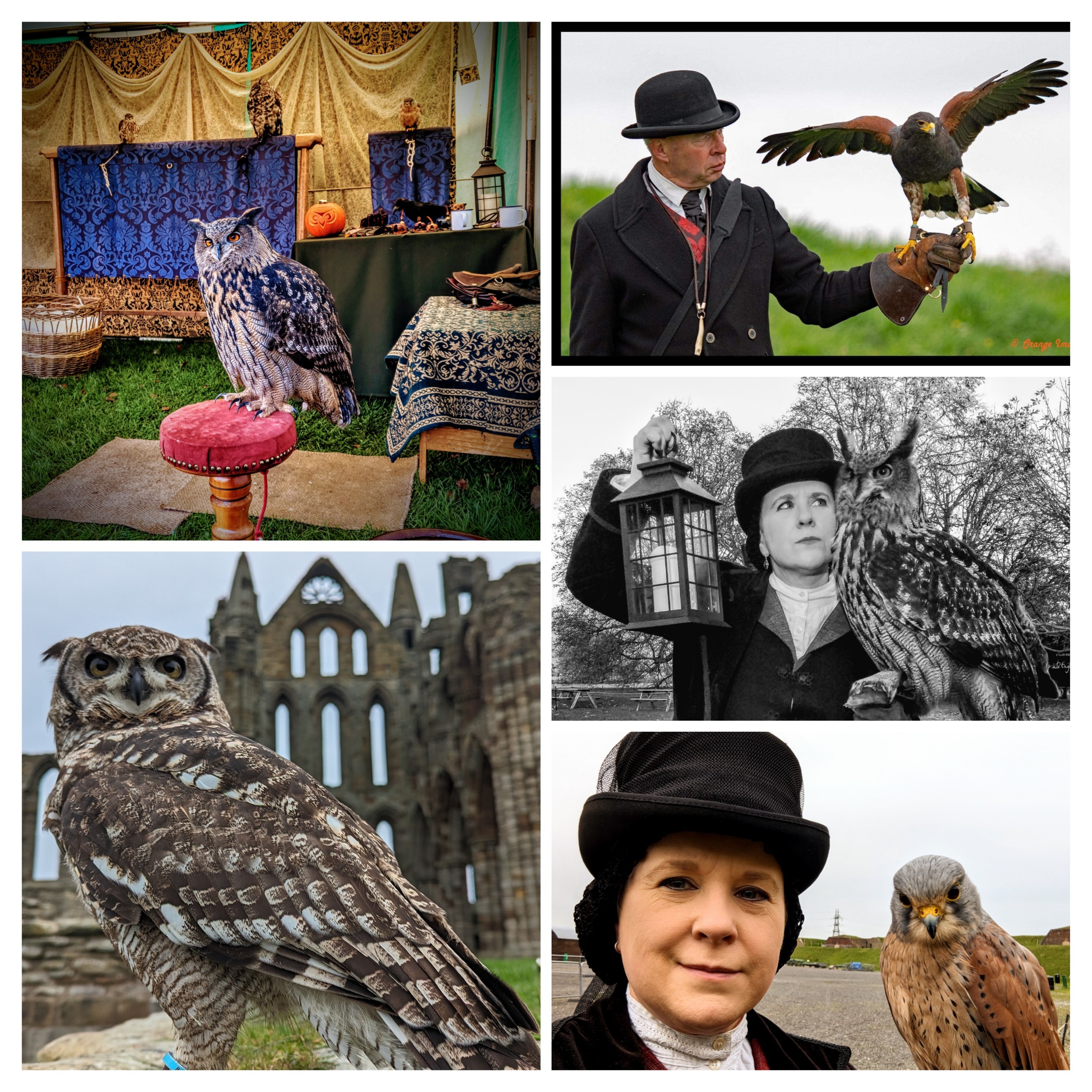 Gothic Falconry - Halloween