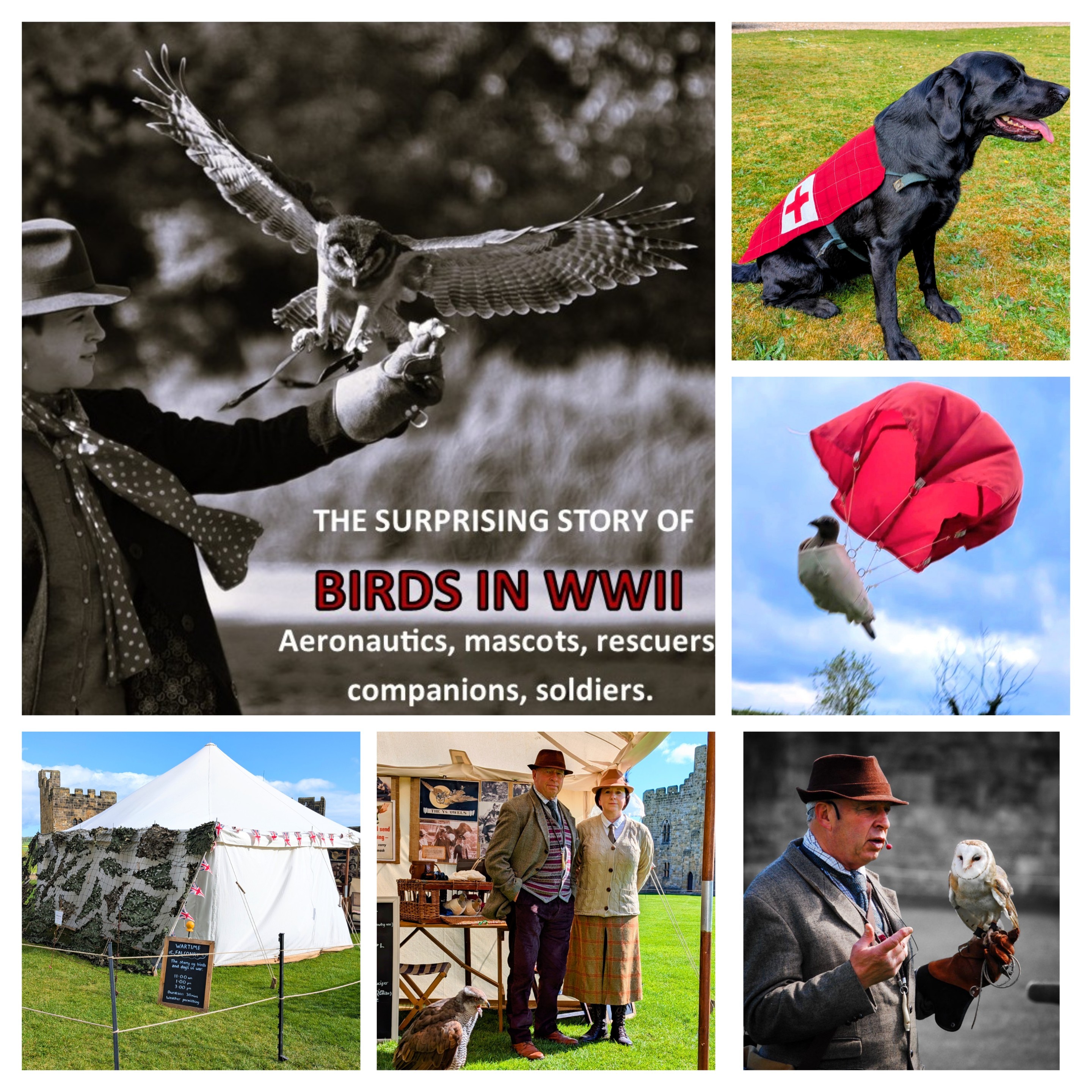WWII Birds & Animals in War
